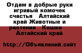 Отдам в добрые руки игривый комочек счастья - Алтайский край Животные и растения » Кошки   . Алтайский край